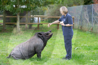 FEATURE - Ein Schwein denkt es sei ein Hund