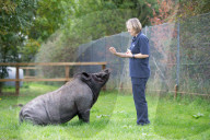 FEATURE - Ein Schwein denkt es sei ein Hund