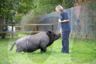 FEATURE - Ein Schwein denkt es sei ein Hund