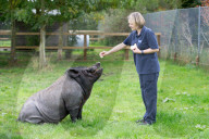 FEATURE - Ein Schwein denkt es sei ein Hund