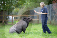 FEATURE - Ein Schwein denkt es sei ein Hund