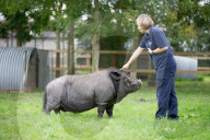 FEATURE - Ein Schwein denkt es sei ein Hund