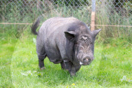 FEATURE - Ein Schwein denkt es sei ein Hund