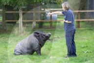 FEATURE - Ein Schwein denkt es sei ein Hund