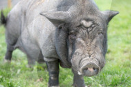 FEATURE - Ein Schwein denkt es sei ein Hund