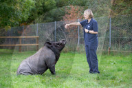 FEATURE - Ein Schwein denkt es sei ein Hund