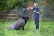 FEATURE - Ein Schwein denkt es sei ein Hund
