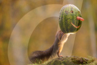 FEATURE - Eichhörnchen bereits in Halloween Stimmung