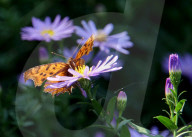 FEATURE - Pix of the Week - Bilder der Woche