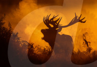 FEATURE - Pix of the Week - Bilder der Woche