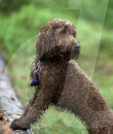 FEATURE - Dieser Hund kann auf Bäume klettern