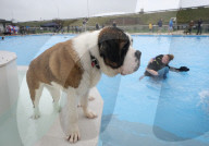 FEATURE - Poolparty für Hunde