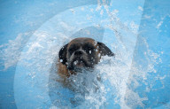 FEATURE - Poolparty für Hunde