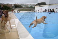 FEATURE - Poolparty für Hunde