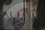 NEWS - Portugal: Verwüstungen nach Waldbränden