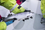 REPORTAGE - Lachsfarm am Loch Hourn in Schottland