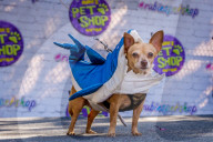 FEATURE - Hallo-Wau! Helloween Hundeparade in New York