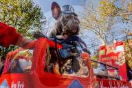 FEATURE - Hallo-Wau! Helloween Hundeparade in New York