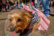 FEATURE - Hallo-Wau! Helloween Hundeparade in New York