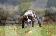 FEATURE - Dreibeiniger Hund erhält speziellen Rollstuhl
