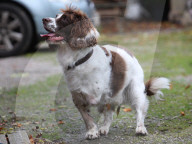 FEATURE - Dreibeiniger Hund erhält speziellen Rollstuhl