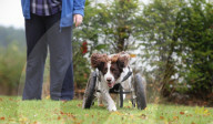 FEATURE - Dreibeiniger Hund erhält speziellen Rollstuhl