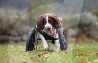 FEATURE - Dreibeiniger Hund erhält speziellen Rollstuhl
