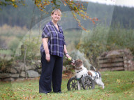 FEATURE - Dreibeiniger Hund erhält speziellen Rollstuhl