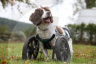 FEATURE - Dreibeiniger Hund erhält speziellen Rollstuhl
