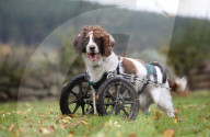 FEATURE - Dreibeiniger Hund erhält speziellen Rollstuhl
