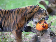 FEATURE - Halloween steht vor der Tür
