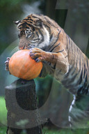 FEATURE - Halloween steht vor der Tür