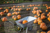 FEATURE - Halloween steht vor der Tür