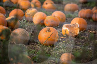 FEATURE - Halloween steht vor der Tür