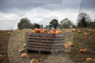 FEATURE - Halloween steht vor der Tür