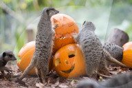 FEATURE - Halloween steht vor der Tür