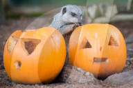 FEATURE - Halloween steht vor der Tür