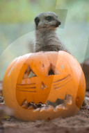 FEATURE - Halloween steht vor der Tür
