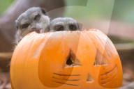 FEATURE - Halloween steht vor der Tür