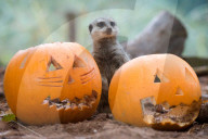 FEATURE - Halloween steht vor der Tür