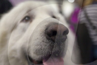 FEATURE - Discover Dogs: Hundeshow in London