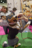 FEATURE - Discover Dogs: Hundeshow in London