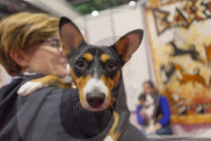 FEATURE - Discover Dogs: Hundeshow in London