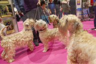 FEATURE - Discover Dogs: Hundeshow in London