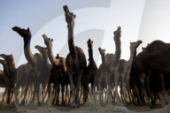 FEATURE - Kamelauktion in Indien