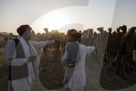 FEATURE - Kamelauktion in Indien