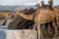 FEATURE - Kamelauktion in Indien