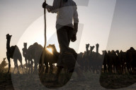 FEATURE - Kamelauktion in Indien