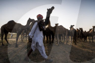 FEATURE - Kamelauktion in Indien