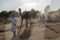 FEATURE - Kamelauktion in Indien